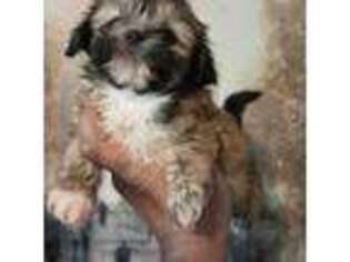 Lhasa Apso Puppy for sale in Brooklyn Park, MD, USA