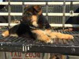 German Shepherd Dog Puppy for sale in Laurinburg, NC, USA