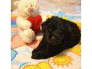Black Russian Terrier Puppy for sale in Hohenwald, TN, USA