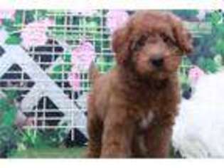 Goldendoodle Puppy for sale in Atlanta, GA, USA