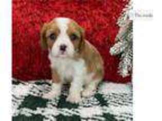 Cavalier King Charles Spaniel Puppy for sale in Fort Wayne, IN, USA