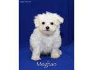 Maltese Puppy for sale in Fresno, OH, USA
