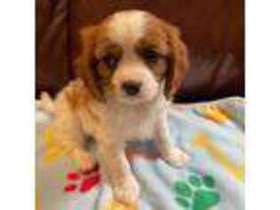 Cavalier King Charles Spaniel Puppy for sale in Orange, CA, USA