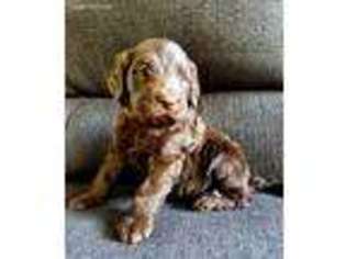 Labradoodle Puppy for sale in Cheney, WA, USA