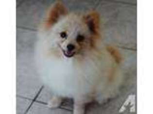 Pomeranian Puppy for sale in SAN DIEGO, CA, USA