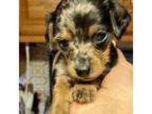 Dachshund Puppy for sale in Waco, TX, USA