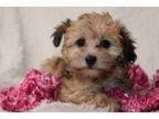 Yorkshire Terrier Puppy for sale in Grand Rapids, MI, USA