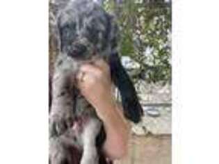 Labradoodle Puppy for sale in Terra Bella, CA, USA