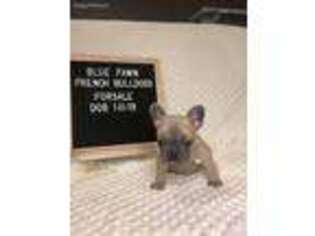 French Bulldog Puppy for sale in Granger, IN, USA