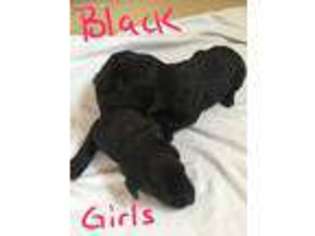 Labradoodle Puppy for sale in Carlyle, IL, USA