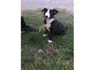 Bull Terrier Puppy for sale in Blair, OK, USA