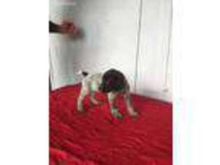 German Shorthaired Pointer Puppy for sale in Elizabethtown, NC, USA