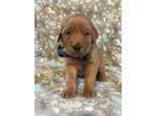 Golden Retriever Puppy for sale in Coshocton, OH, USA