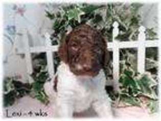 Mutt Puppy for sale in MEIGS, GA, USA