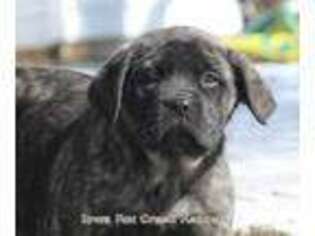 Mastiff Puppy for sale in Unionville, IA, USA