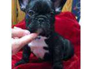 French Bulldog Puppy for sale in Hartley, IA, USA