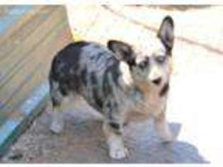 Pembroke Welsh Corgi Puppy for sale in Iowa Park, TX, USA