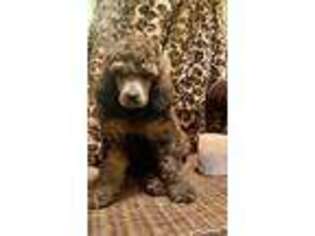 Mutt Puppy for sale in Mosca, CO, USA