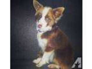 Australian Shepherd Puppy for sale in WILLIS, TX, USA