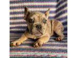 French Bulldog Puppy for sale in Anaheim, CA, USA