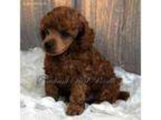 Mutt Puppy for sale in Alvin, TX, USA