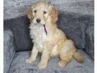 Goldendoodle Puppy for sale in Pella, IA, USA