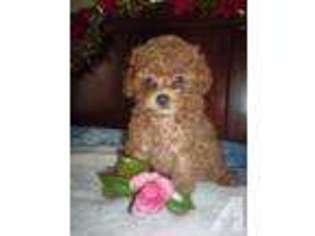 Mutt Puppy for sale in WELLBORN, FL, USA