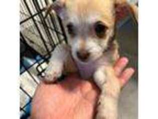 Chihuahua Puppy for sale in Miami, FL, USA