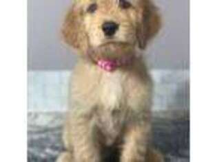Goldendoodle Puppy for sale in Ringgold, GA, USA