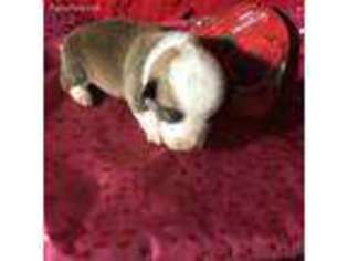 Pembroke Welsh Corgi Puppy for sale in Blanco, TX, USA