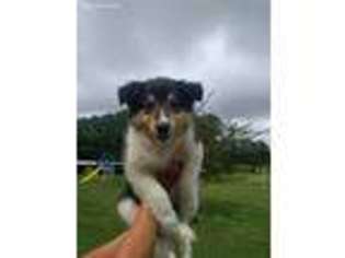 Collie Puppy for sale in East Bernstadt, KY, USA