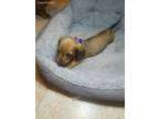 Dachshund Puppy for sale in Magnolia, NJ, USA