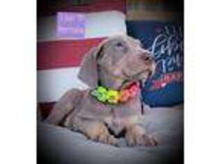 Great Dane Puppy for sale in Frankfort, IN, USA