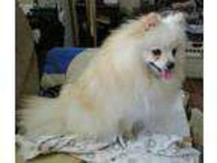 Pomeranian Puppy for sale in Humansville, MO, USA