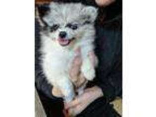 Pomeranian Puppy for sale in Bagley, MN, USA
