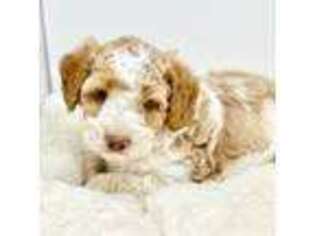 Australian Labradoodle Puppy for sale in Libby, MT, USA