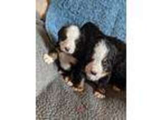 Bernese Mountain Dog Puppy for sale in Kingman, AZ, USA