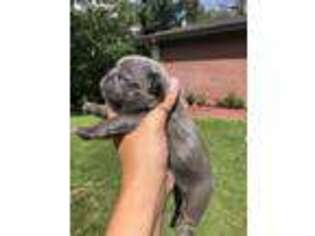 French Bulldog Puppy for sale in Lake Ozark, MO, USA