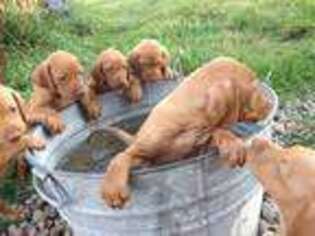 Vizsla Puppy for sale in Harmony, PA, USA