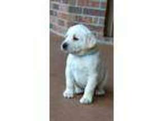 Labrador Retriever Puppy for sale in Longview, TX, USA