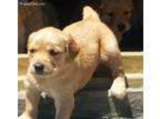 Golden Retriever Puppy for sale in Vossburg, MS, USA