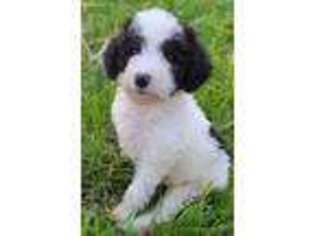 Mutt Puppy for sale in North Bend, WA, USA