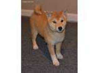 Shiba Inu Puppy for sale in Mohnton, PA, USA