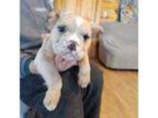 Olde English Bulldogge Puppy for sale in Sangerville, ME, USA