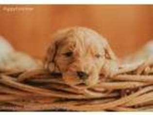 Goldendoodle Puppy for sale in Galax, VA, USA