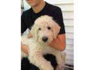 Labradoodle Puppy for sale in Millsboro, DE, USA