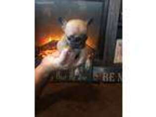 French Bulldog Puppy for sale in Dayville, CT, USA