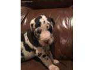 Great Dane Puppy for sale in Dell Rapids, SD, USA