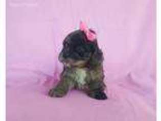Cock-A-Poo Puppy for sale in Eatonton, GA, USA