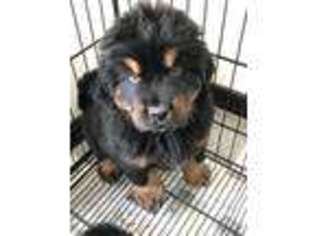 Tibetan Mastiff Puppy for sale in Miami, FL, USA